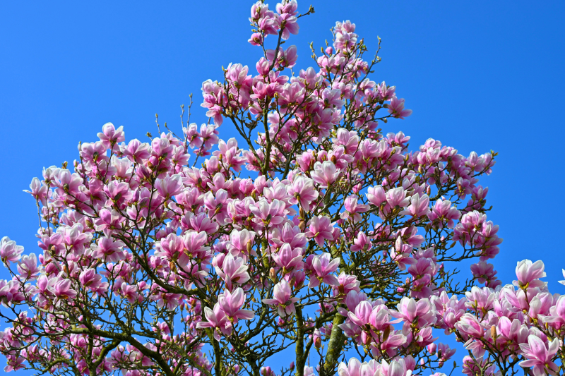 lente
